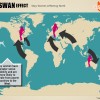 swaneffect (1)